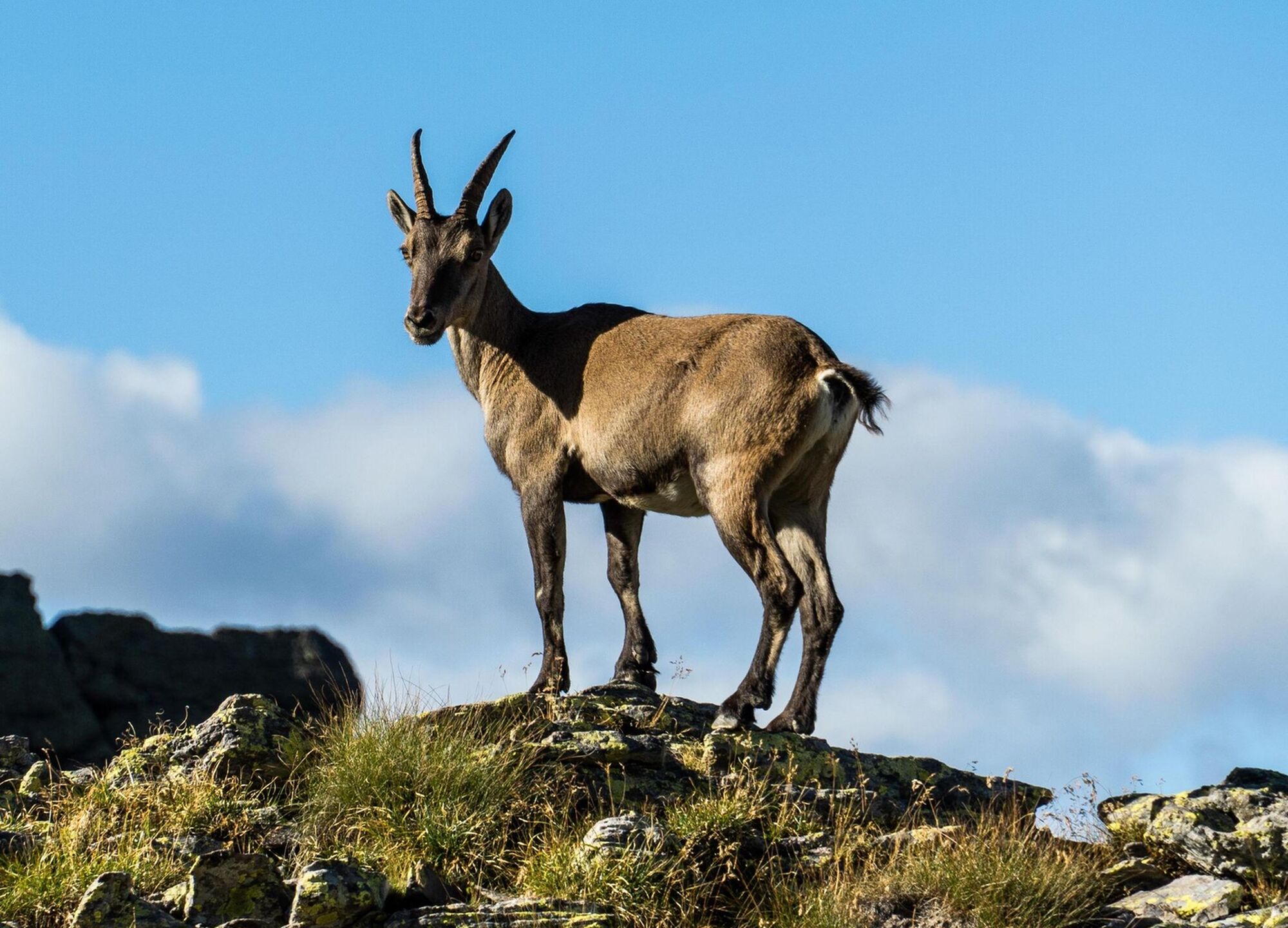 Salviamo lo Stambecco: No alla caccia di una specie simbolo salvata dai Savoia.Let's save the Ibex: No to the hunting of a symbolic species saved by the Savoys